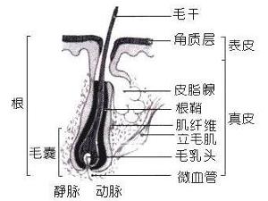 毛发稀少