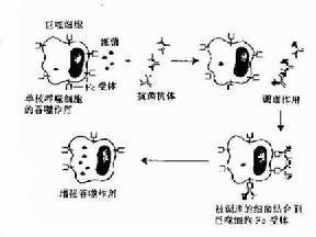 选择性IgA缺乏症