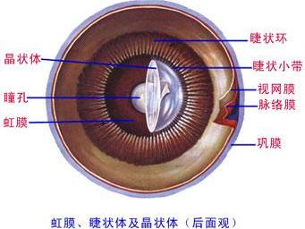 葡萄膜恶性黑色素瘤