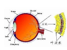 叶黄素与眼睛