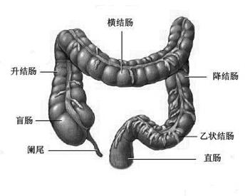 横结肠下垂图片图片