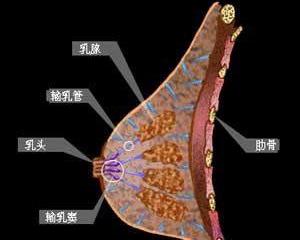 通常成年妇女的乳房发育到一定程度即停止生长正常的乳腺应位于第2～6