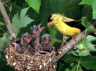 亲鸟给雏鸟喂食