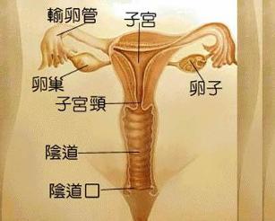 宫颈前唇增生图片