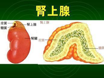 肾上腺髓质显像同位素检查