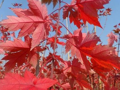 修剪整形編輯管理土壤選種2栽培技術1形態特徵錄目江西美國紅楓中文名