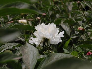白芍药