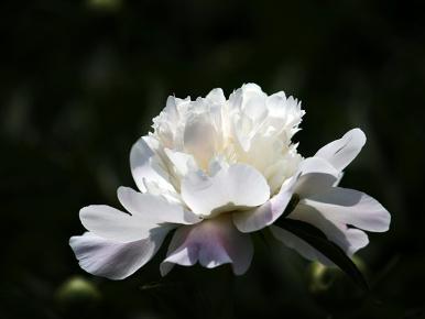 白芍药