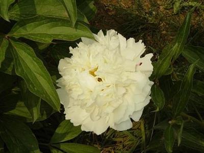 白芍药