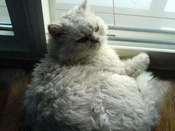 卷毛猫