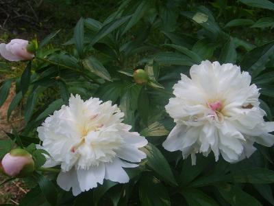 白芍药