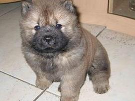 松狮幼犬
