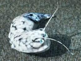 蛊虫