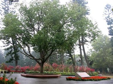 邓小平手植大叶樟