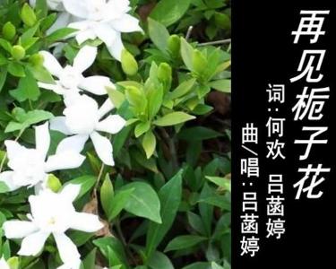 〈再见栀子花〉中国移动咪咕原创音乐签约歌曲中国教育电视台"青春