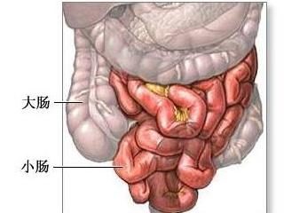 小肠的作用