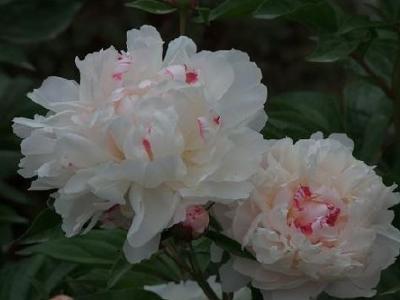 白芍药