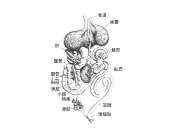 虎皮鹦鹉内脏结构图图片