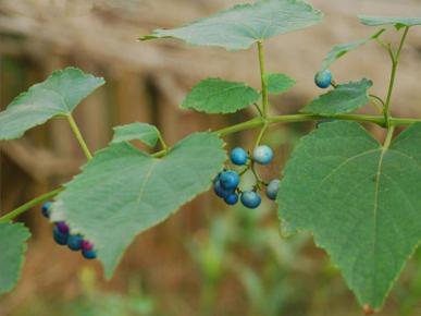 蓝果蛇葡萄