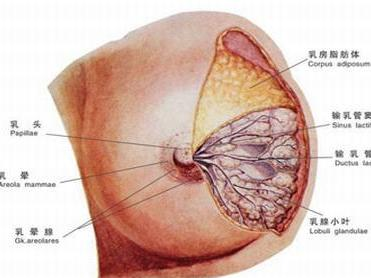 女性乳头正常外观裂开图片