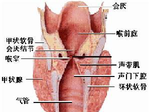 声门型