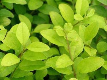 最新金叶女贞价格 金叶女贞批发 金叶女贞小苗 金叶女贞苗