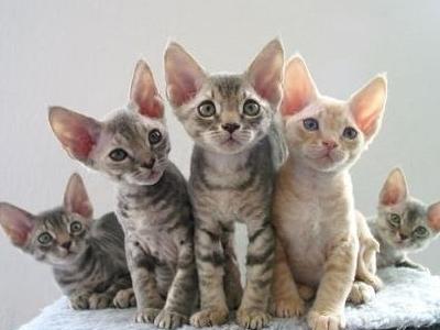 德文卷毛猫