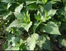 野菜