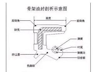 骨架油封结构剖析示意图