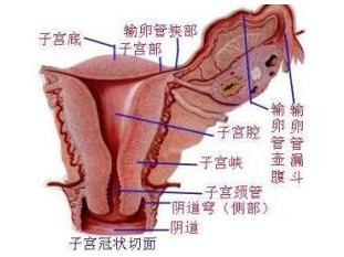 盆腔脓肿