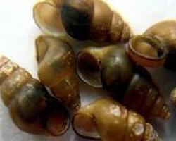 皮肤幼虫移行症 搜狗百科 皮肤幼虫移行症 搜狗百科
