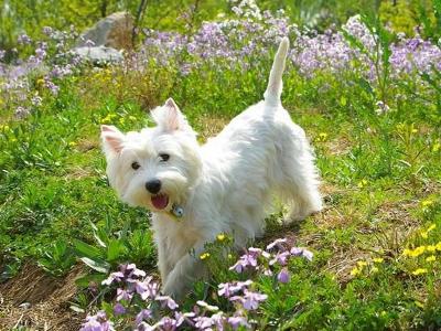 西高地白梗犬