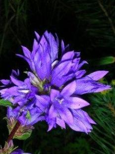聚花