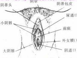 非特异性外阴炎