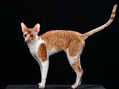 柯尼斯卷毛猫