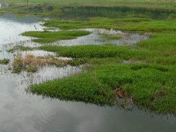 沼泽