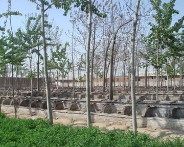 中国麝香鼠养殖基地