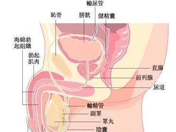 睾丸畸形