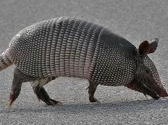 犰狳
