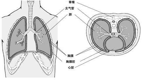 胸膜反应的原理是什么呢