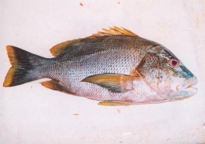 海底鸡 鲭科金枪鱼属动物 搜狗百科