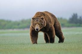 熊 熊科杂食性大型哺乳动物 搜狗百科