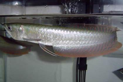 黑龙鱼 搜狗百科