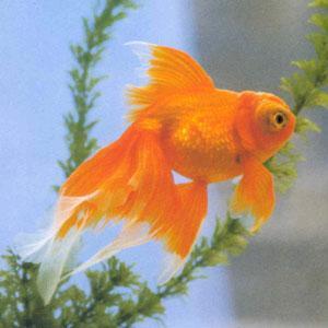 龙金 龙金鲫型金鱼 搜狗百科