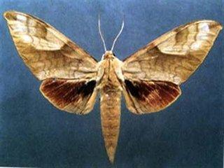 南方豆天蛾 搜狗百科