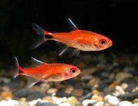 露比灯鱼 搜狗百科