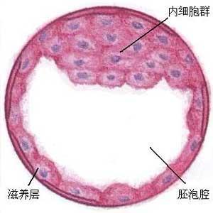 完全变态昆虫 搜狗百科 完全变态昆虫 搜狗百科