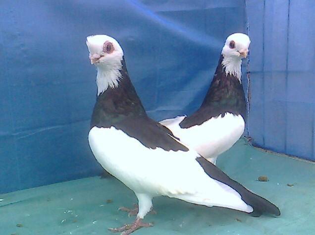 喜鹊花 搜狗百科 喜鹊花 搜狗百科