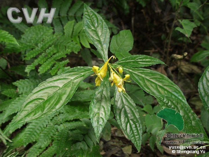 棒尾凤仙花 凤仙花科凤仙花属植物 搜狗百科