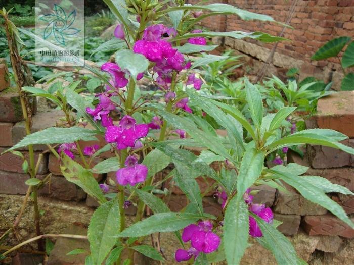 紫花凤仙花 搜狗百科 紫花凤仙花 搜狗百科